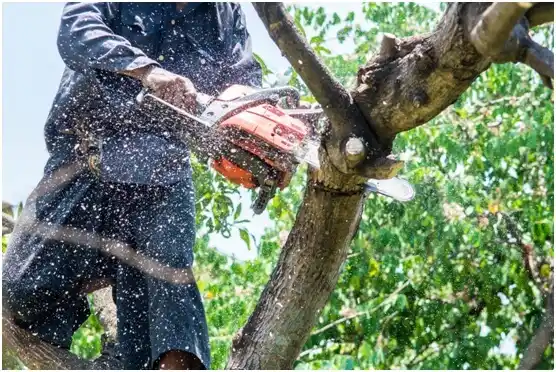 tree services Johnson Siding